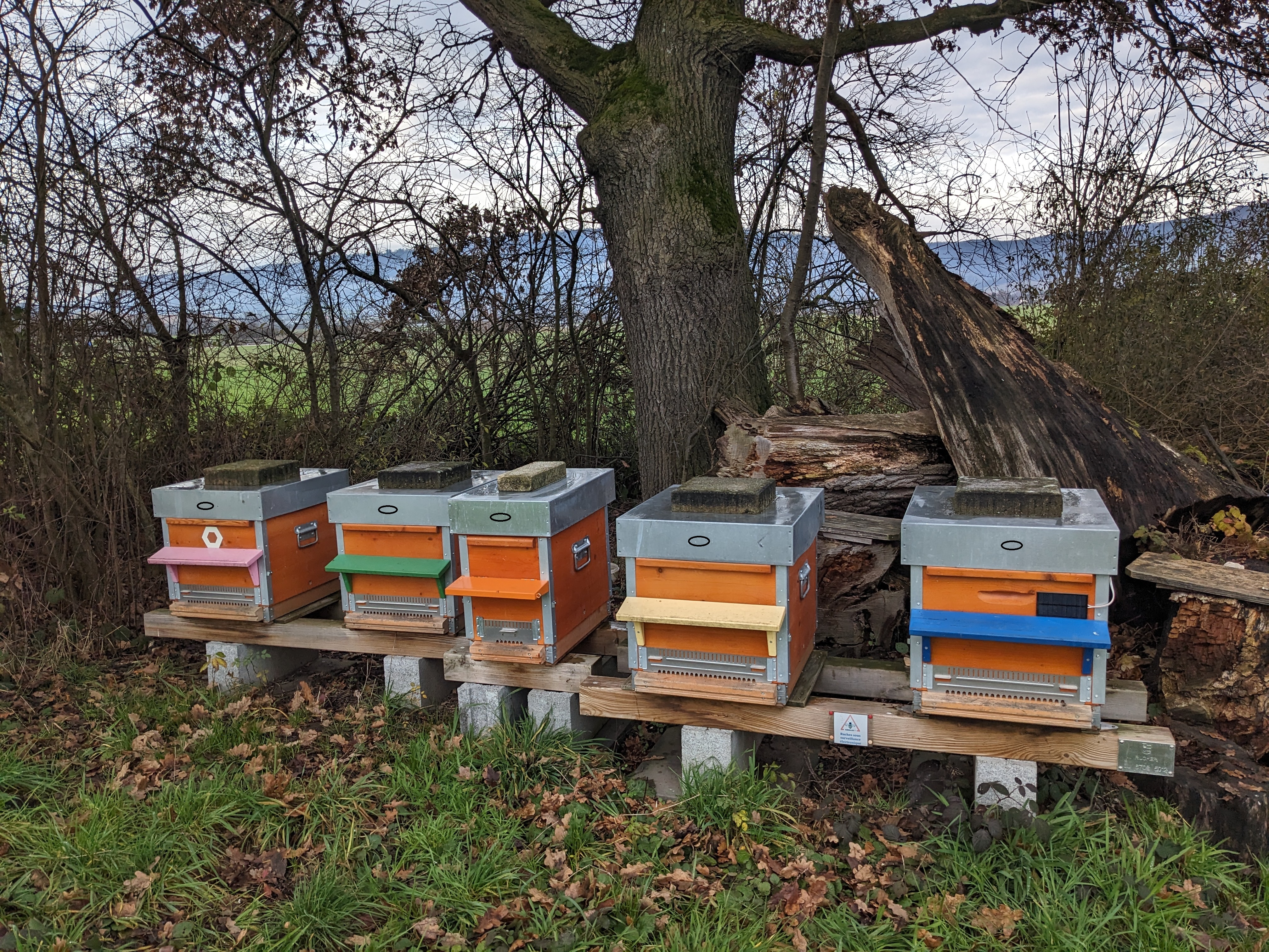 Background with houses